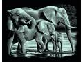 Carte à gratter argentée - 26,5 x 23 cm - éléphant - Mammut - 137001