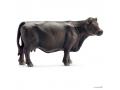 Figurine Vache Angus - Schleich - 13767