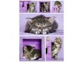 Puzzle 500 pièces - Nathan - Chatons mignons - Nathan puzzles - 87227