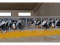 Set de 12 vaches noires et blanches couchées et allongées – coffret cadeau échelle 1:32 - Kids Globe Farmer - 571929