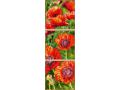 Peinture aux numeros - Blooming poppies - Taille 40 x 120 cm - Schipper - 609470740
