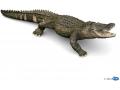 Alligator - Dim. 19 cm x 6,5 cm x 2 cm - Papo - 50254