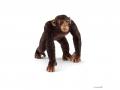 Figurines  Animaux sauvages (Lion, Lionceau, Raton, Chimpanzé, Oryx) - Schleich - bu035
