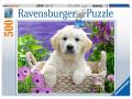 Puzzle 500 pièces - Doux Golden Retriever - Ravensburger - 14829
