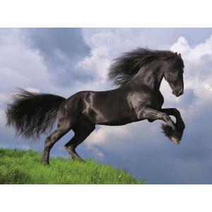 Clementoni - 35071 - Puzzle 500 pièces - Fresian black horse (426950)