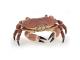 Crabe - Dim. 8 cm x 7,5 cm x 2,5 cm