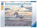 Puzzles adultes - Puzzle 500 pièces - Cheval sur la plage - Ravensburger - 16586